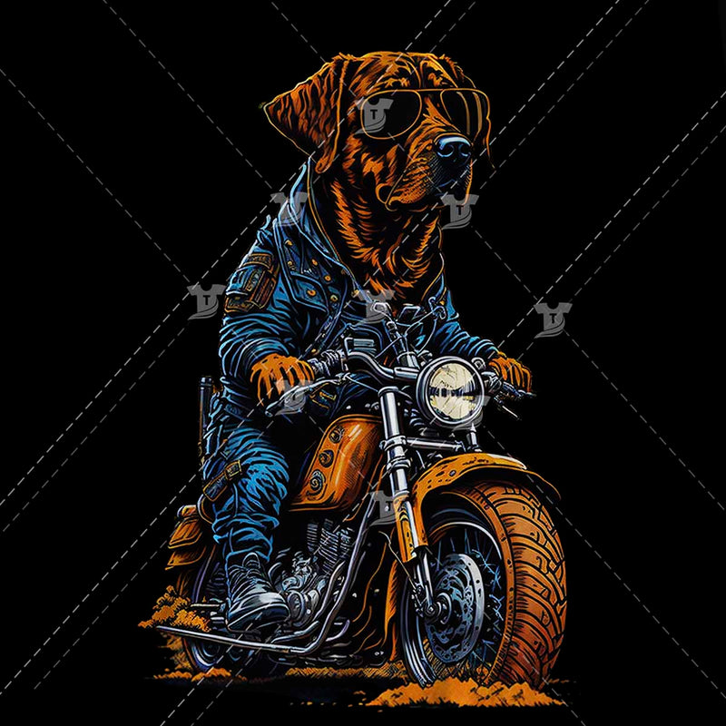Labrador riding motorbike