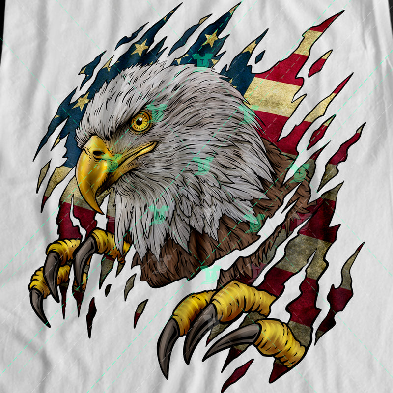 Torn American bald eagle
